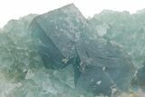 Cubic, Blue-Green Fluorite Crystal Cluster with Phantoms - China #217442-3